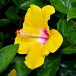 Hibiscus Flower Care 101: Outdoors and Indoors
