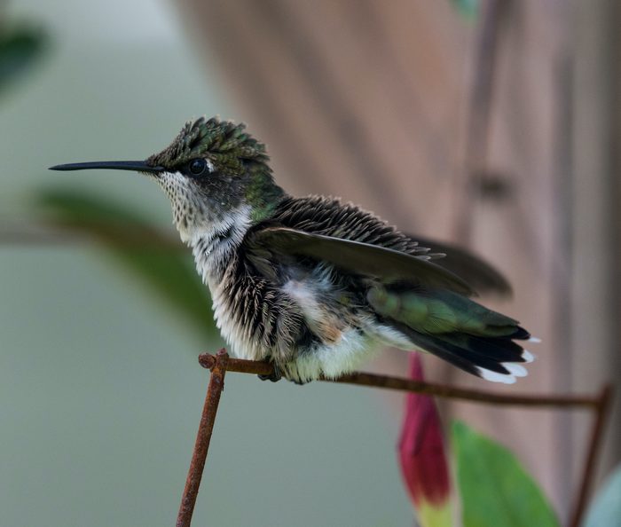 cute hummingbird