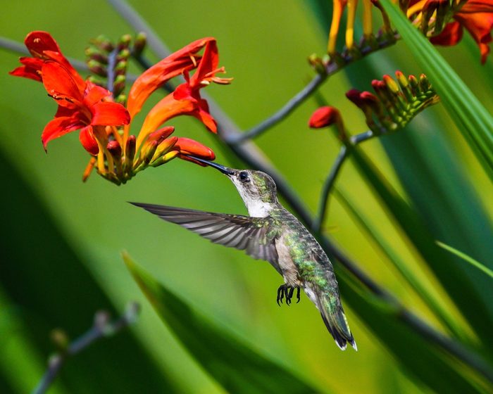 hummingbird flowers , crocosmia