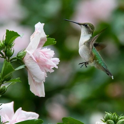 Hummingbirds Will Fall in Love With Rose of Sharon
