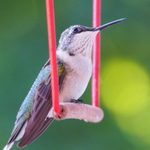 A Hummingbird Swing Gives Tiny Fliers a Place to Perch