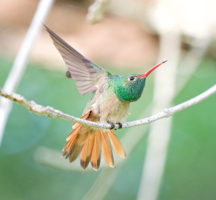 buff bellied hummingbird