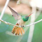 Meet the Brilliantly Colored Buff-Bellied Hummingbird