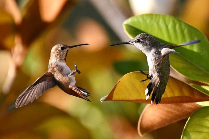 fighting hummingbirds
