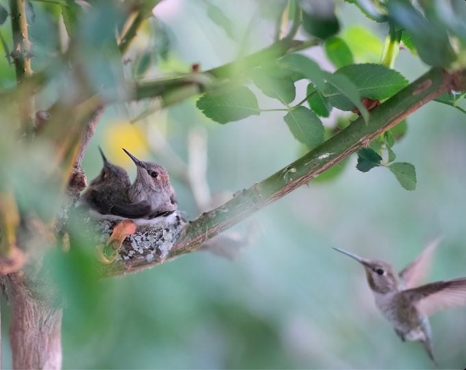 hummingbird mother