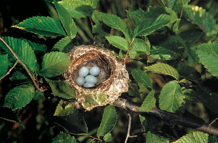 American Goldfinch nest