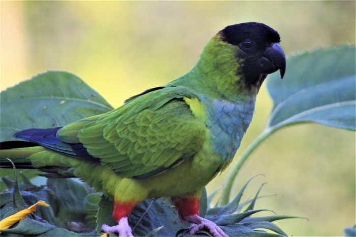 wild parrots, nanday parakeet