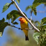 Meet the Western Tanager: A Sunset-Colored Songbird