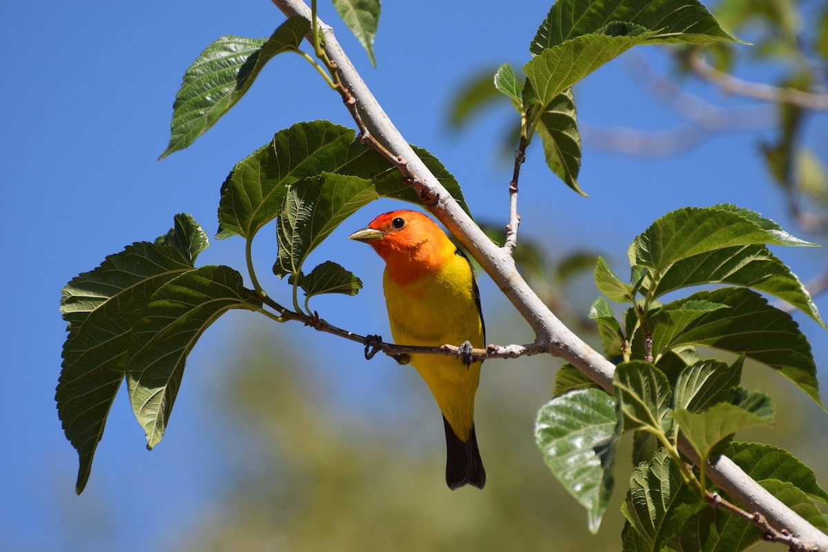 Meet the Western Tanager A SunsetColored Songbird Birds and Blooms