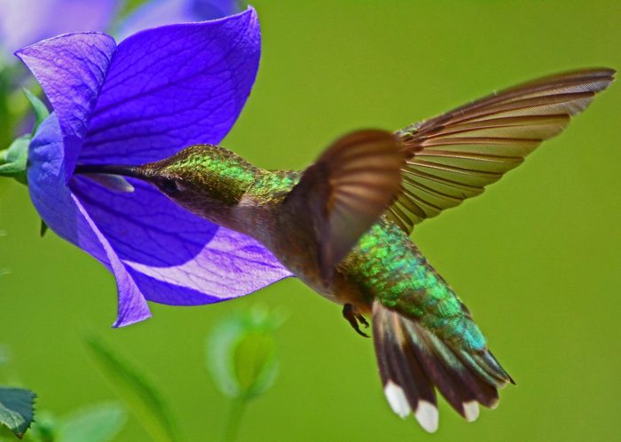 hummingbird at balloon flower