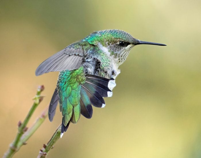 cute hummingbird