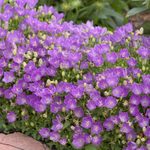 Top 10 Purple Plants to Grow in Your Flower Garden