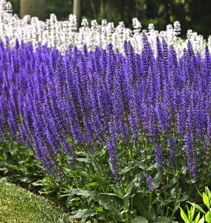 Blue By You Salvia new garden plants