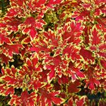 Top 15 Colorful Coleus Varieties to Grow