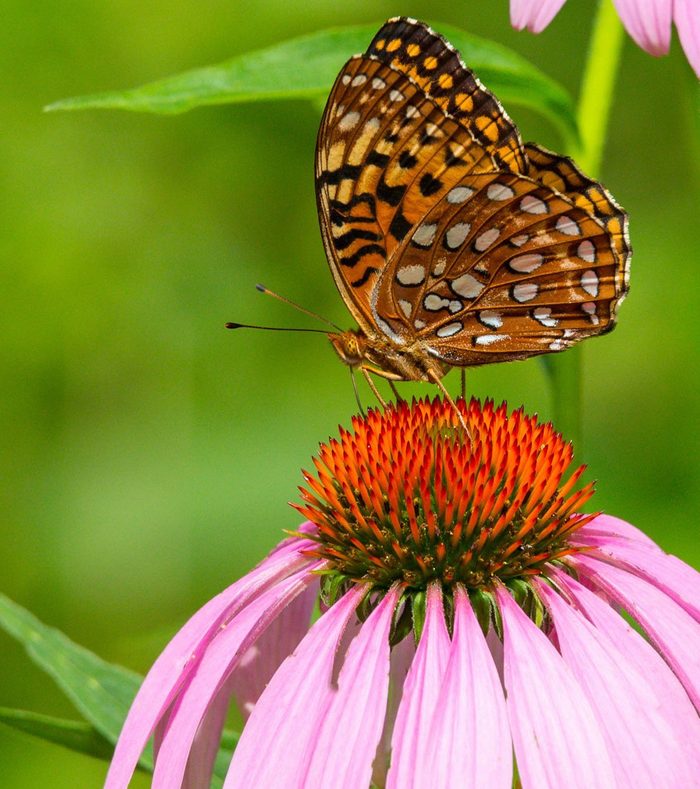 Butterfly On Purple Coneflower. Image Shot 07/2013. Exact Date Unknown.