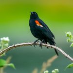 Get Ready for Red-Winged Blackbird Season