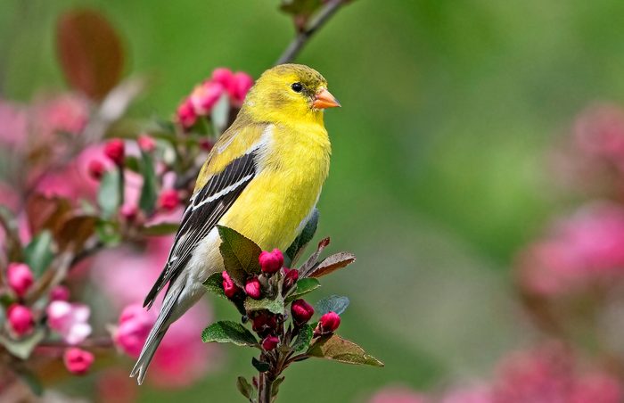 A female American goldfinch in breeding plumage sits on a crabapple.