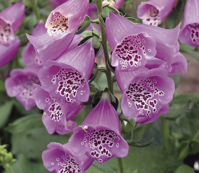foxglove old fashioned flowers