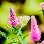 Triple Threat: Pollinator Plants for Bees, Birds and Butterflies