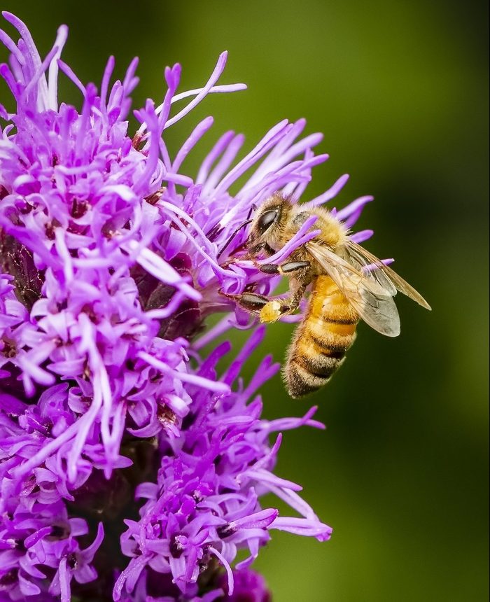 Bee Gathering Pollen On A Liatris Flower