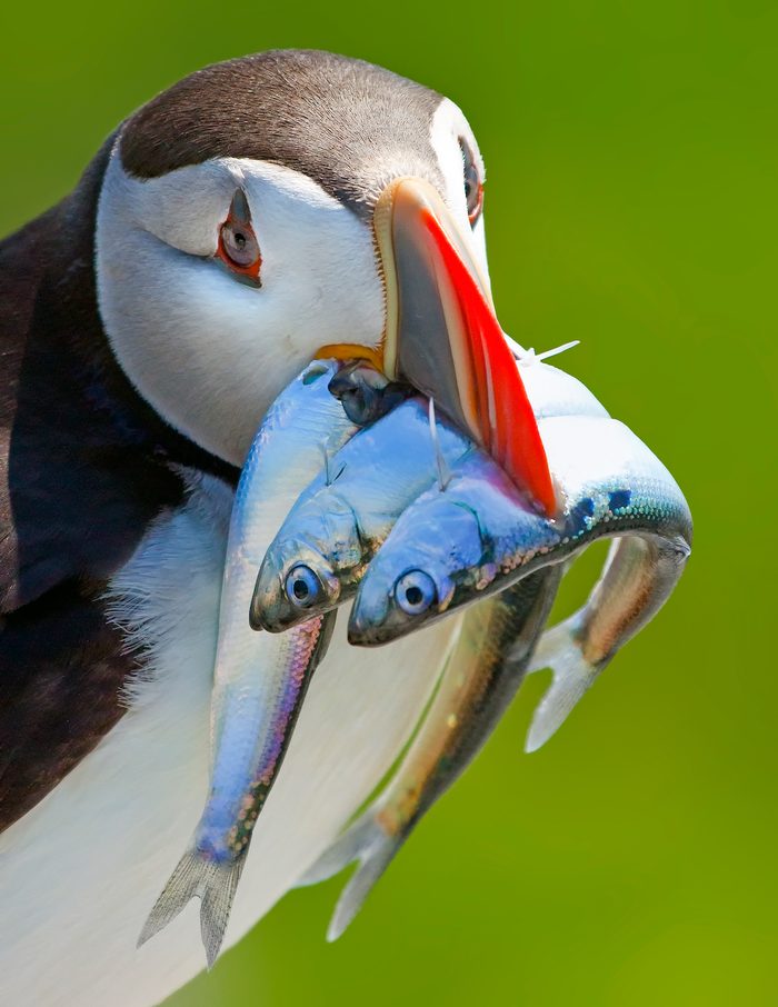 rare birds An Atlantic puffin prepares to deliver three herring to its nestling.