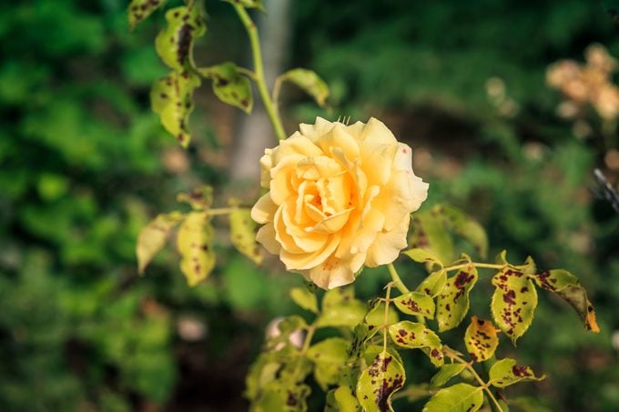 beautiful yellow rose in rose bush affected by Diplocarpon rosea or Black spot disease