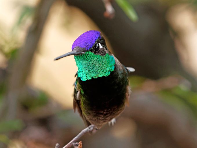 Rivoli's hummingbird, rare birds
