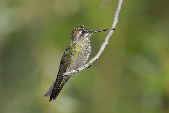 Rivoli's Hummingbird female