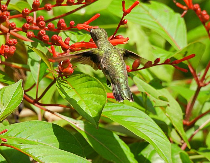 Ruby-throated Hummingbird (Archilochus colubris) male taking the nectar from the firebush flower