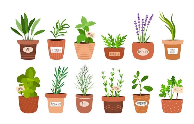 Illustrated herbs in pots