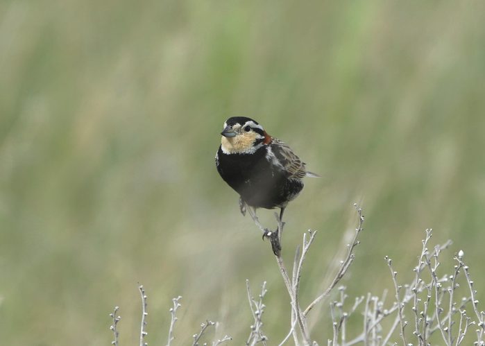 Chestnut-collared Longspur (calcarius ornatus) perched on a very small branch