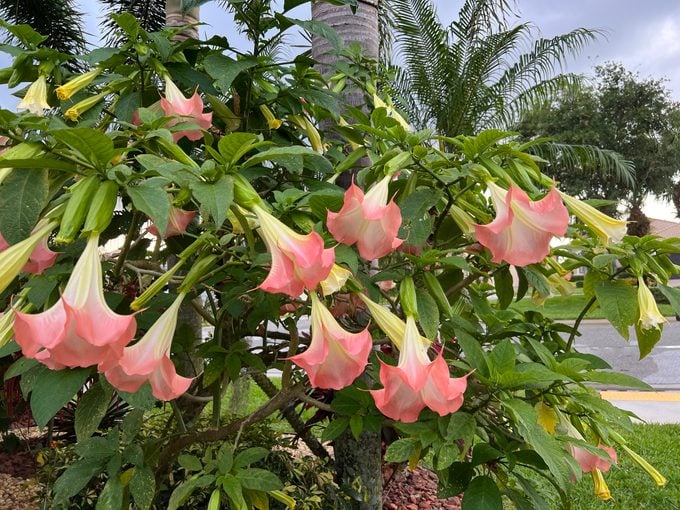 Brugmansia, commonly known as the angel trumbet