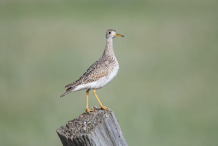 Upland Sandpiper (Bartramia longicauda) perched on old fence post on ranch land