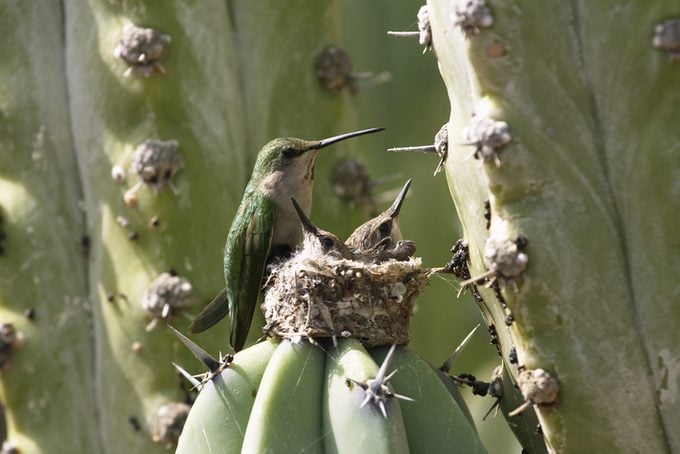 Humminbird mother with chicks (on a cactus)