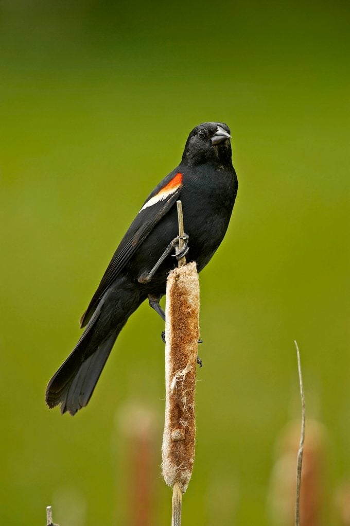 Red Winged Blackbird (agelaius Phoeniceus)