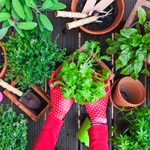 How to Grow a Container Garden for Herbs