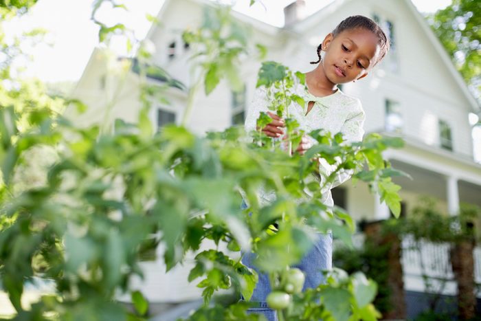 Girl (8-9 years) looking at tomato plant in backyard garden, low angle view