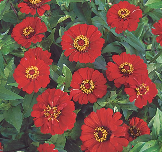 Gift Zinnia, flowers with seed pods
