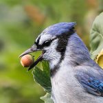 How to Get Rid of Blue Jays at Bird Feeders