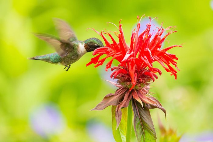 A Male Ruby Throated Hummingbird (archilochus Colubris) Feeding At Monarda Or Bee Balm In A Garden In Speculator, Ny Usa