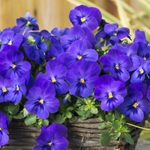 The Top 10 New Garden Plants for 2023