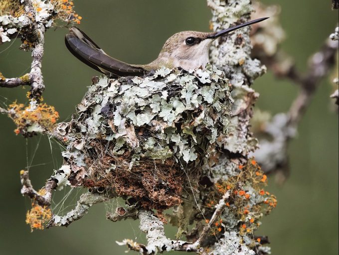 Black Chinned Hummingbird On Nest