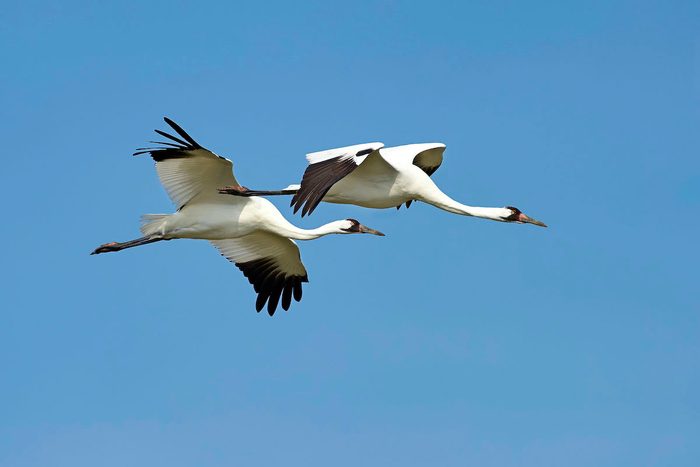 rare birds Whooping cranes in flight