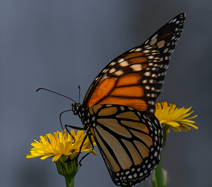 Monarch butterfly on a dandelion flower