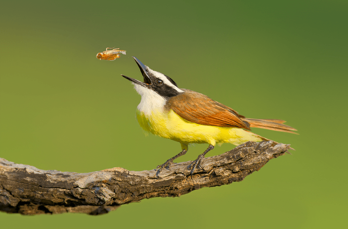 A great kiskadee tosses a bug in the air
