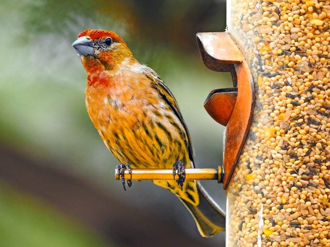 how to attract birds to feeders