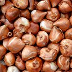 4 Types of Flower Bulbs That Gardeners Should Grow