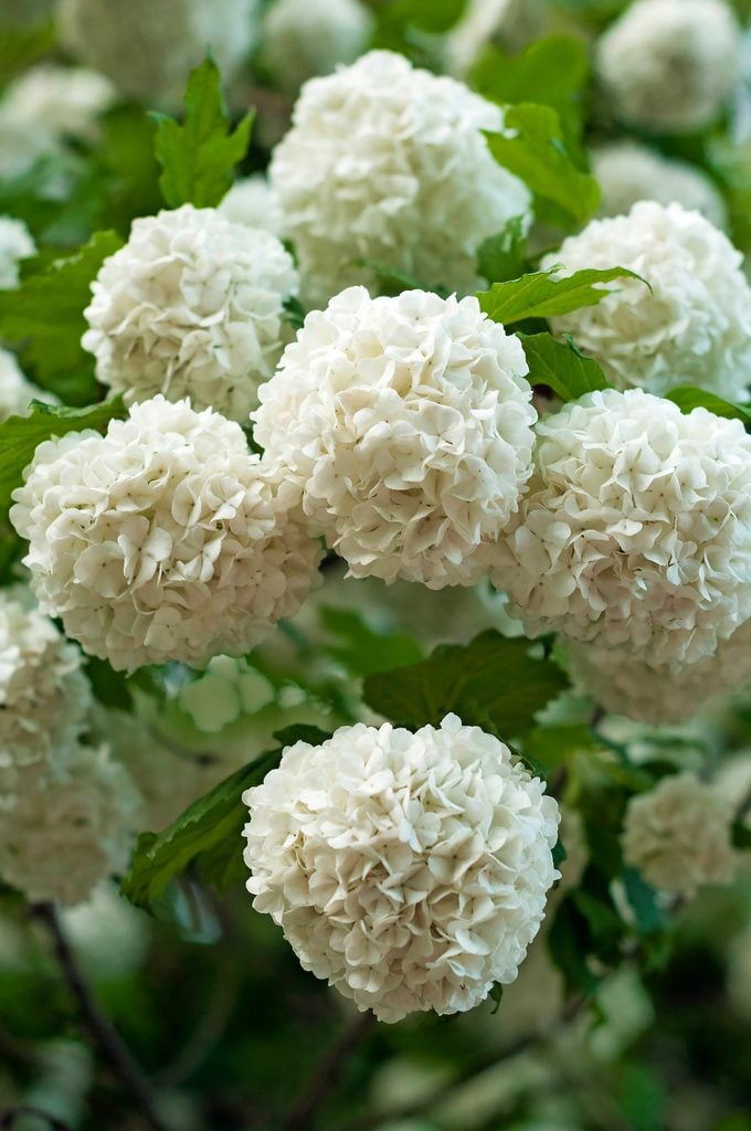 Chinese,snowball,viburnum,flower,heads,are,snowy.,blooming,of,beautiful, snowball bush vs hydrangea