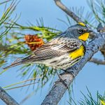 Identify and Attract a Yellow-Rumped Warbler