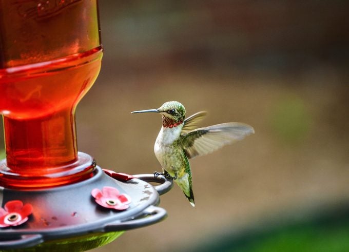 hummingbirds hot weather